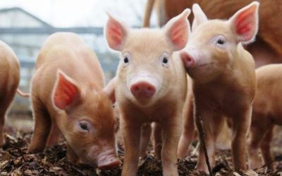 Récord de exportaciones de carne de cerdo