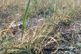 Sequía: ¿cómo y cuándo podría acabarse?