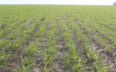 Se espera un área de siembra récord de cultivos de invierno: trigo estable y cebada en crecimiento
