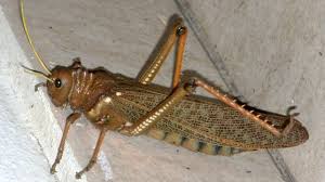 Se dispuso el alerta fitosanitaria por la plaga tucura quebrachera en todo el país