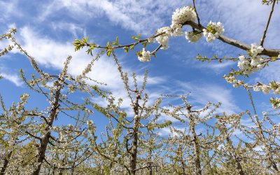 Poda de cerezos, la clave para una buena producción