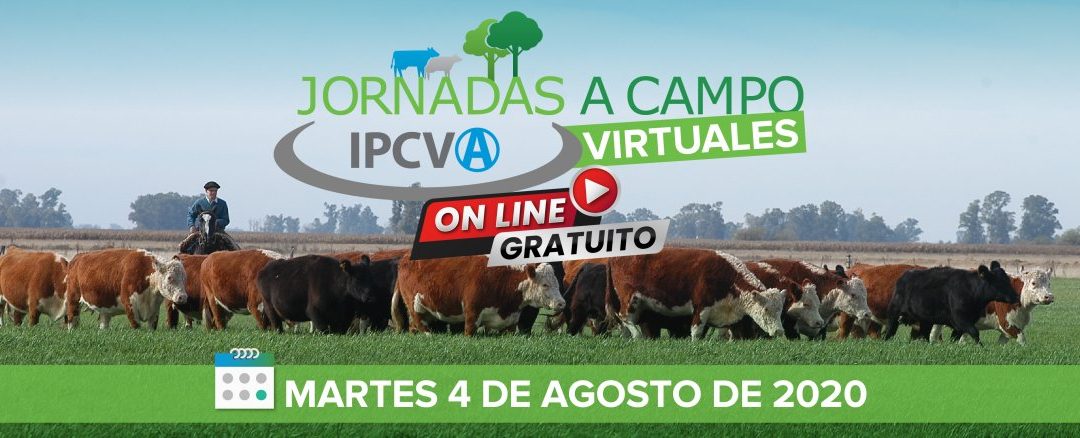 4 de agosto: jornada a campo virtual del IPCVA en Coronel Dorrego, ciclo completo en el suroeste bonaerense