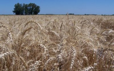 Advierten que el mercado aguarda el trigo 2020/21 mientras que el 40,7% de la superficie sembrada se encuentra en estado regular a malo