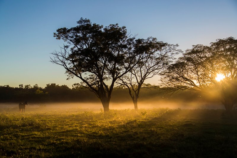 Frenar la deforestación y producir más, una misión posible