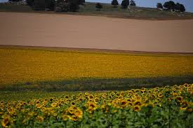 Prevén incremento térmico, acompañado por precipitaciones escasas sobre la mayor parte del área agrícola