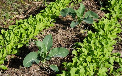 ¿Agroecología y polémica? La FAUBA garantiza que se puede producir sin agroquímicos