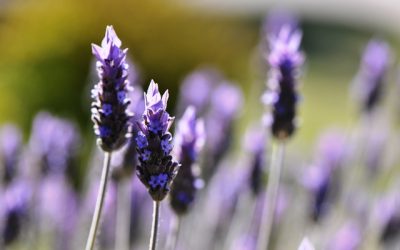 Cuáles son los hábitos de consumo y uso de las aromáticas medicinales