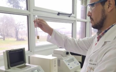 Arroz: crean una herramienta para la verificación de cultivares