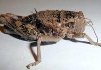 Tucura sapo: pautas para el manejo preventivo en Río Negro