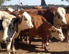 Plan GanAr: entra en vigencia la bonificación de tasa para ganaderos, tamberos y cooperativas