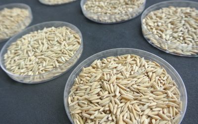 El INTA lidera el mejoramiento genético del arroz en el país