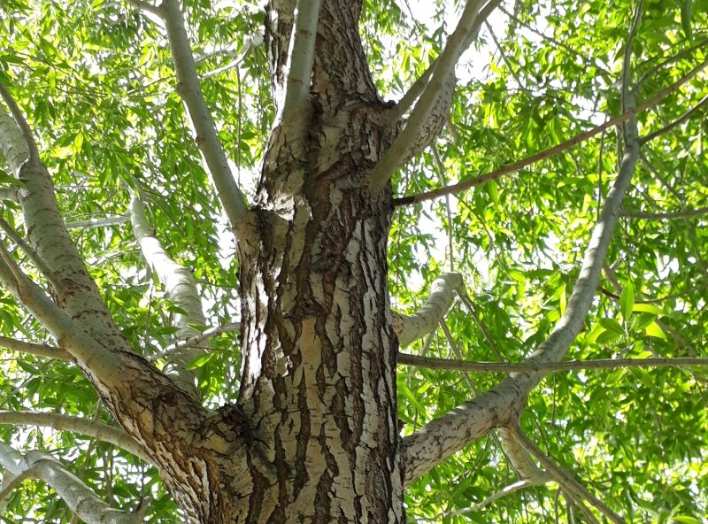 Presentan clones de álamos y sauces seleccionados para la Patagonia