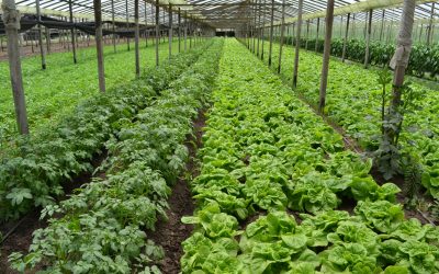 Aprueban proyectos hortícolas agroecológicos para 2400 productores