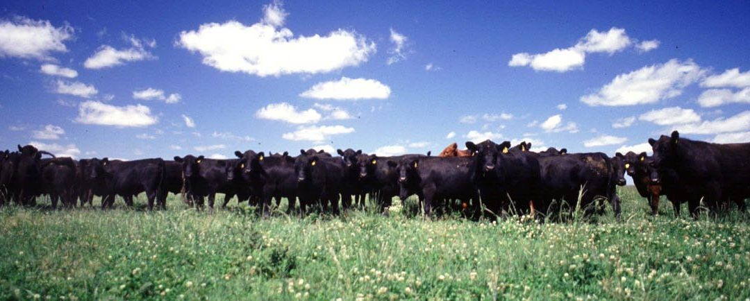 Convocatoria a investigadores: Sustentabilidad de la cadena de ganados y carne vacuna