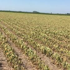 Dos informes del USDA:  explotaron los precios de la soja