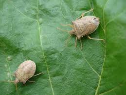 Pulgones en trigo y chinche marrón en maíz: recomiendan seguir con atención los insectos
