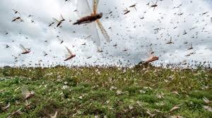 Emergencia de Langostas: Aún estamos a tiempo de controlar la plaga