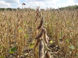 A mal tiempo, buenos precios