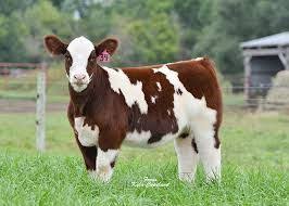 El color del ganado no hace a la calidad pero sí al precio