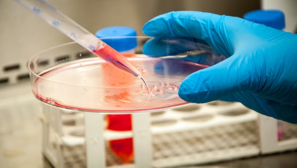 Construyen una biblioteca de nanoanticuerpos de llamas contra la COVID-19