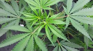 Cuál es el avance real de la producción de cannabis en Argentina