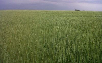 Un 70% de la renta de una hectárea de trigo se va en impuestos: ¿Qué efecto tiene en las regiones?