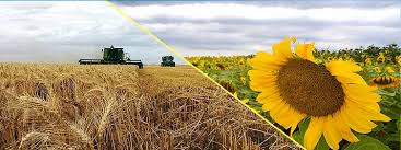 Finalizó la cosecha de girasol en el país con una producción de 2,7 millones de toneladas, la más baja en siete años