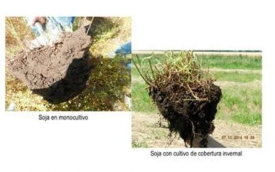 Capacidad de secuestro de carbono de los suelos pampeanos