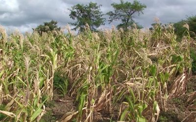 La Sociedad Rural Argentina solicita a los gobiernos provinciales que actúen frente a la sequía