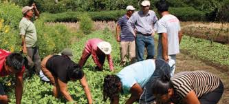 La sociedad civil de América Latina y el Caribe aportó su visión a la Conferencia Regional de la FAO