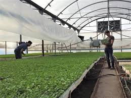 Crean una plataforma para mejorar la producción de cultivos bajo cubierta