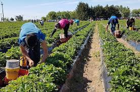 Debate sobre la pérdida de empleo y la delantera del trabajo agroindustrial