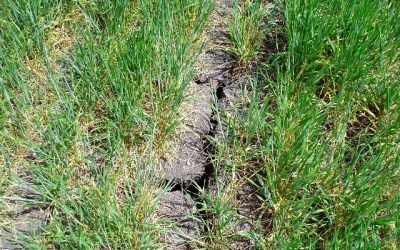 Las calificaciones de los cultivos de invierno franceses siguen cayendo