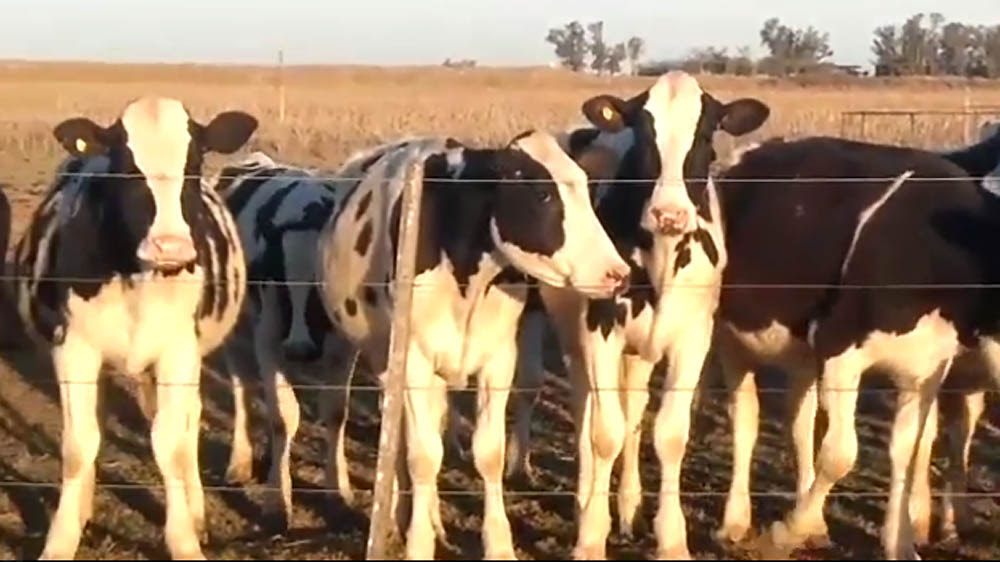 La Argentina apuesta al crecimiento de la producción ganadera