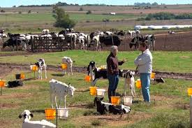 Estímulo oficial para el desarrollo y saneamiento de los tambos de la agricultura familiar