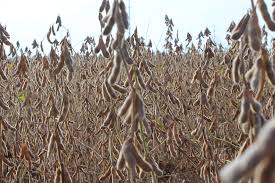 La soja, el cultivo con mayor superficie sembrada en Argentina