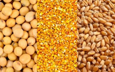 La siembra de soja a nivel nacional se acerca al 50% de la superficie estimada