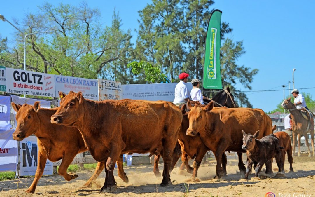 Una vaca Angus Puro Controlado con cría logró un récord nacional para la categoría