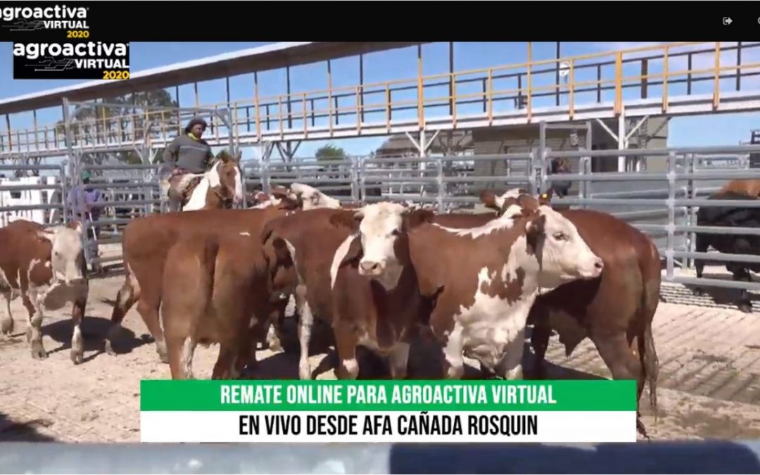 Se vendió toda la hacienda en el remate de gordos de AgroActiva Virtual