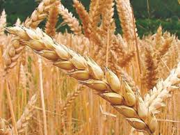 Gestión del campo: lanzan un sistema de gestión agrícola gratuito para pequeños y medianos productores