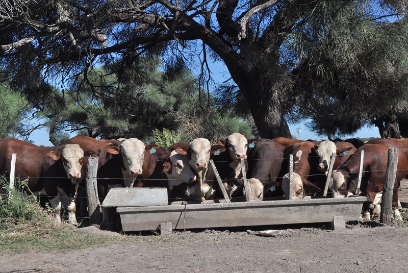 El desafío de producir carne de calidad con inocuidad y sustentabilidad