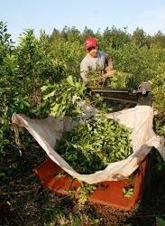 Aumento del precio de la materia prima genera preocupación en la cadena industrial y comercial de la yerba mate