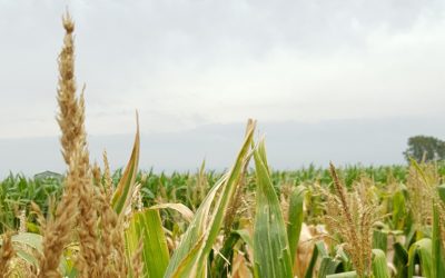 Sigue la proyección de 42 millones de toneladas de soja