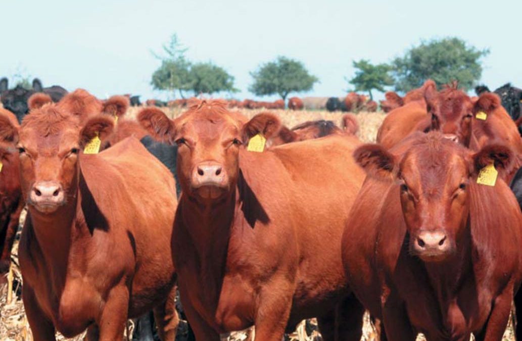 Prohibición: en Alberti no dejan criar vacas a menos de 5000 metros del pueblo