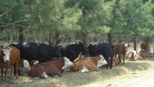 Lanzan innovación para gestionar el riesgo por calor en el feedlot