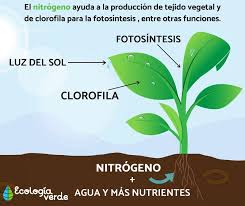 Evalúan técnicas para diagnosticar el estatus de nitrógeno