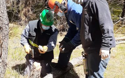 Se contribuye a la conservación de la sanidad forestal en municipios de la costa bonaerense