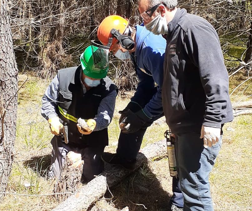 Se contribuye a la conservación de la sanidad forestal en municipios de la costa bonaerense