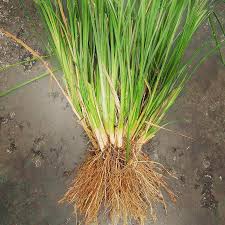 El pachuli, el protector de los suelos agrícolas