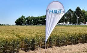 Posición pública de Aapresid en referencia al evento HB4 en trigo